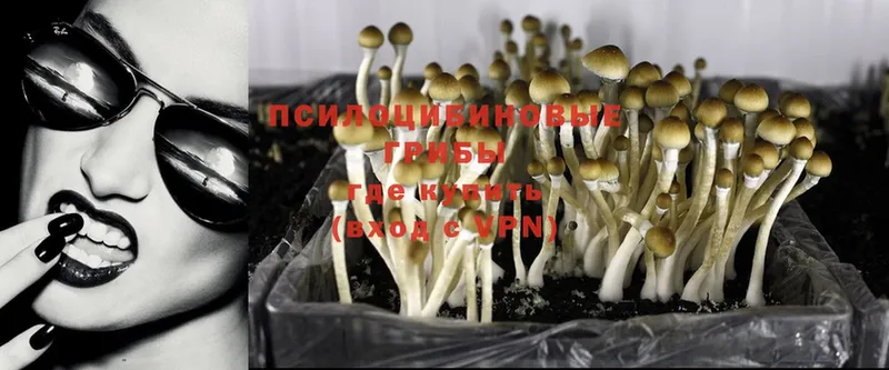 наркота  Калининск  Галлюциногенные грибы Psilocybine cubensis 